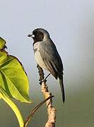 Black-faced Tanager