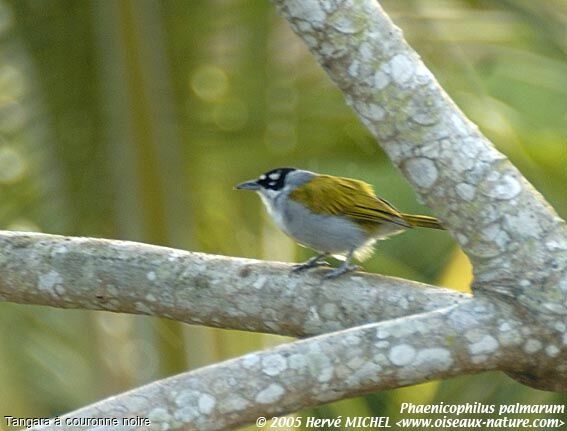 Black-crowned Tanager