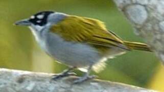 Black-crowned Palm-tanager