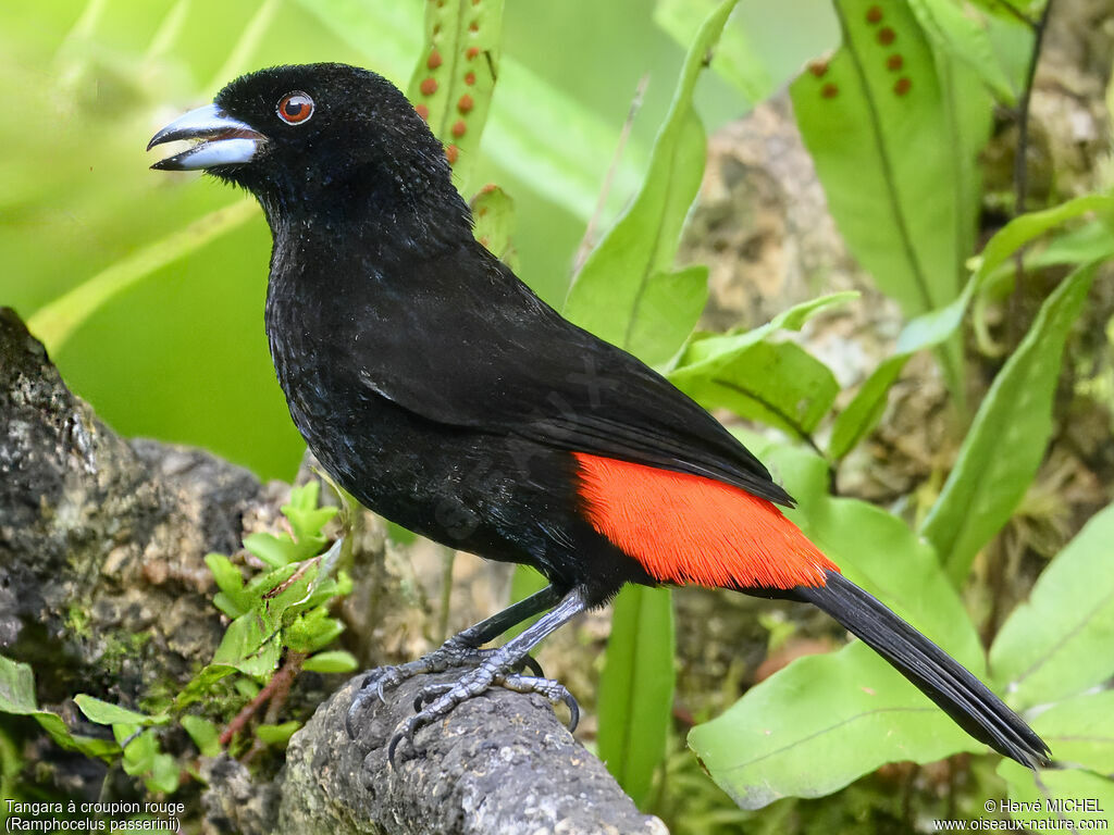 Scarlet-rumped Tanager male adult