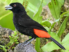 Scarlet-rumped Tanager