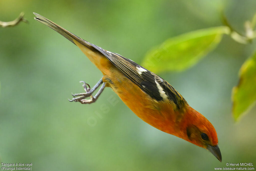 Flame-colored Tanager male