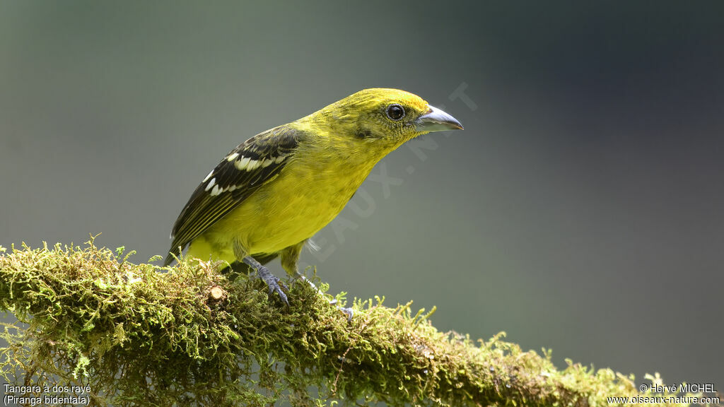 Flame-colored Tanager female