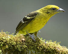 Flame-colored Tanager