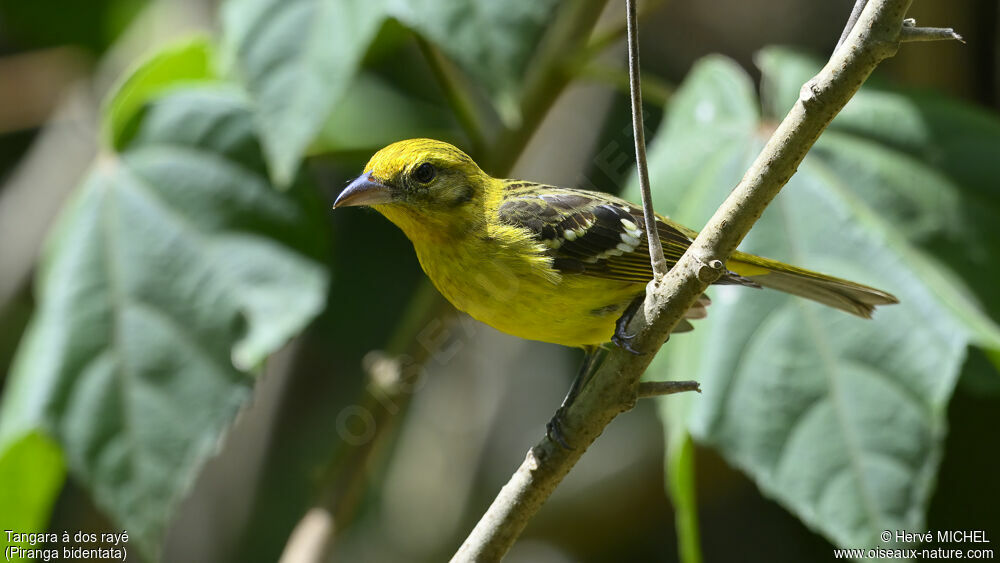 Flame-colored Tanager female