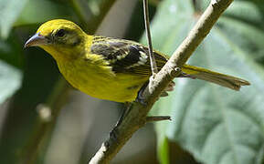 Flame-colored Tanager