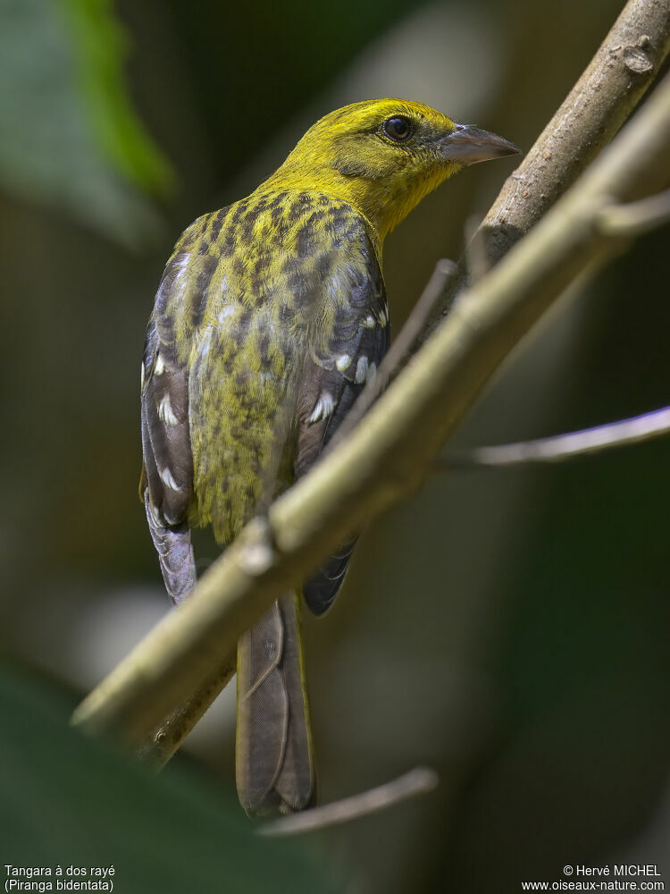 Flame-colored Tanager female