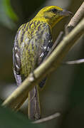 Flame-colored Tanager