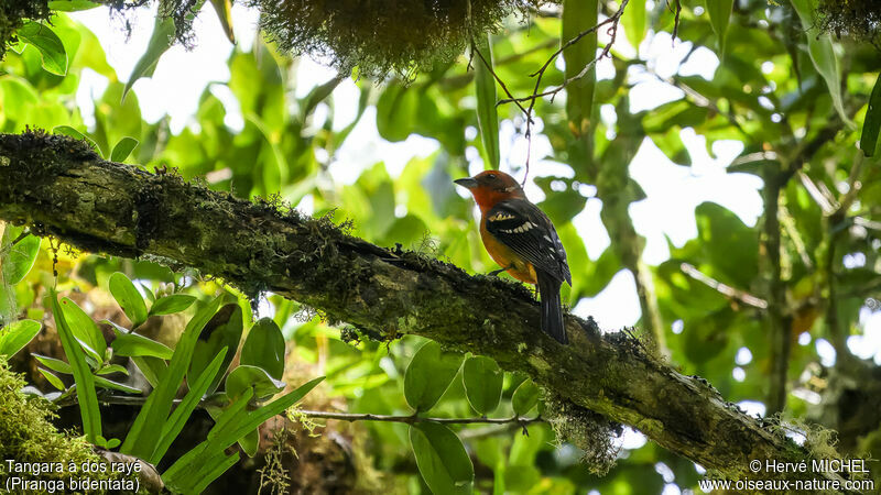 Flame-colored Tanager male