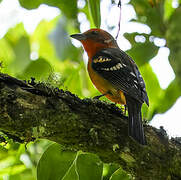 Flame-colored Tanager