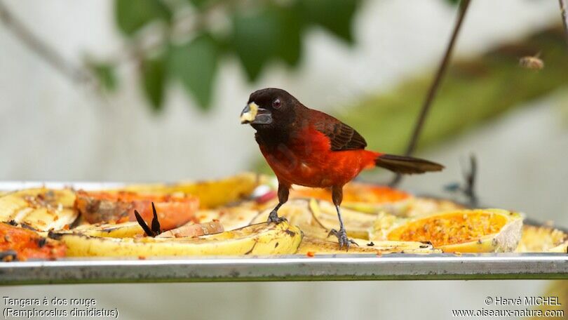 Tangara à dos rouge