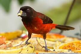 Crimson-backed Tanager