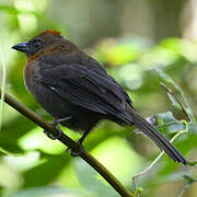 Red-throated Ant Tanager