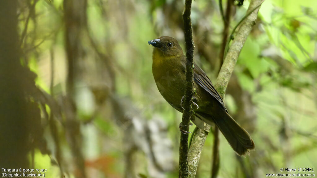 Red-throated Ant Tanager female adult