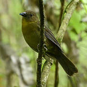 Red-throated Ant Tanager