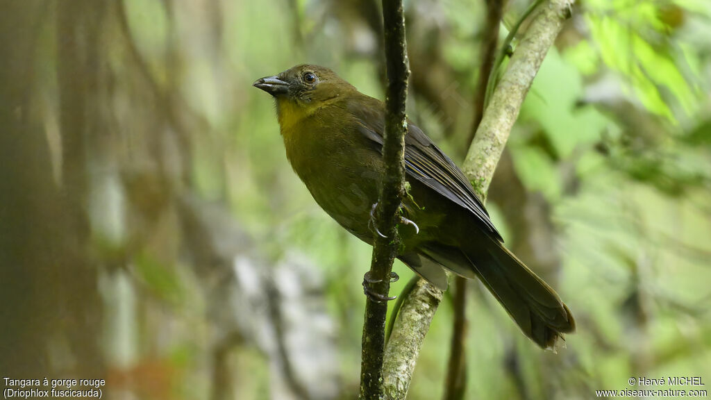 Tangara à gorge rouge femelle