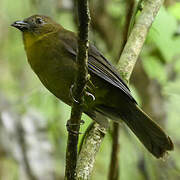 Red-throated Ant Tanager