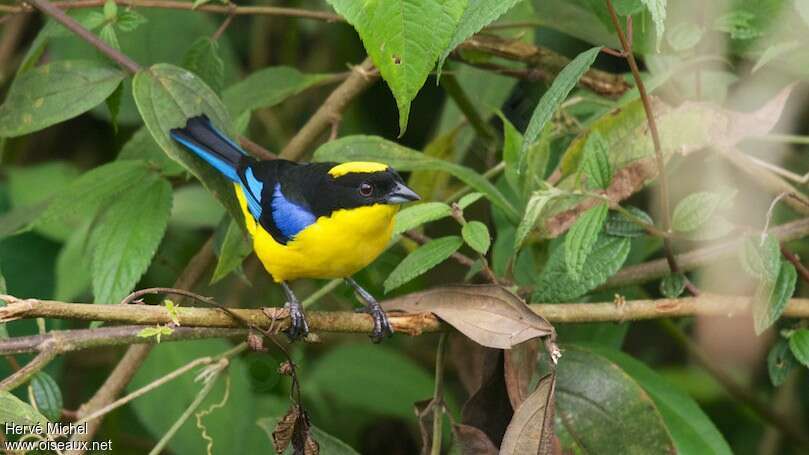 Blue-winged Mountain Tanageradult, habitat, pigmentation