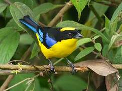 Blue-winged Mountain Tanager