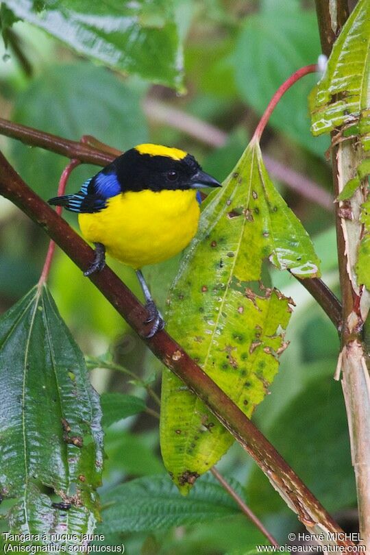 Blue-winged Mountain Tanager