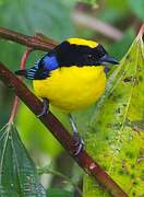 Blue-winged Mountain Tanager