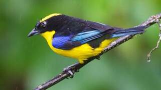 Blue-winged Mountain Tanager