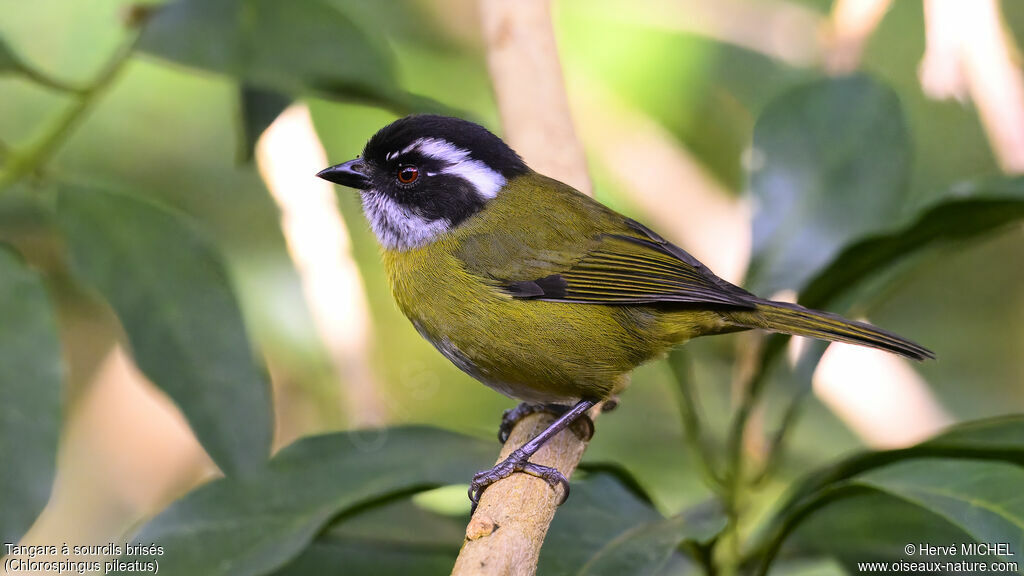 Sooty-capped Chlorospingus