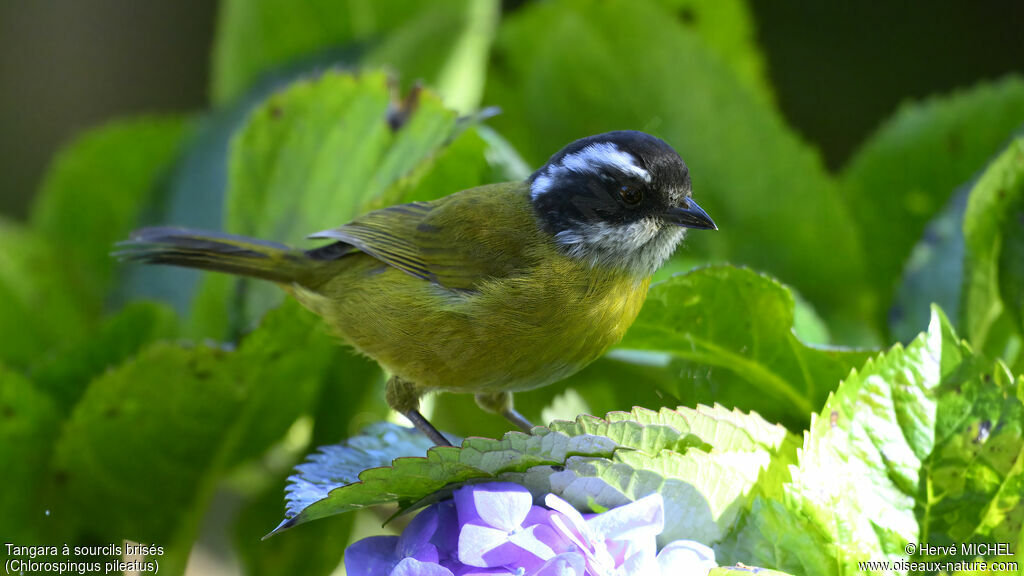 Sooty-capped Chlorospingus