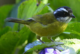 Sooty-capped Chlorospingus