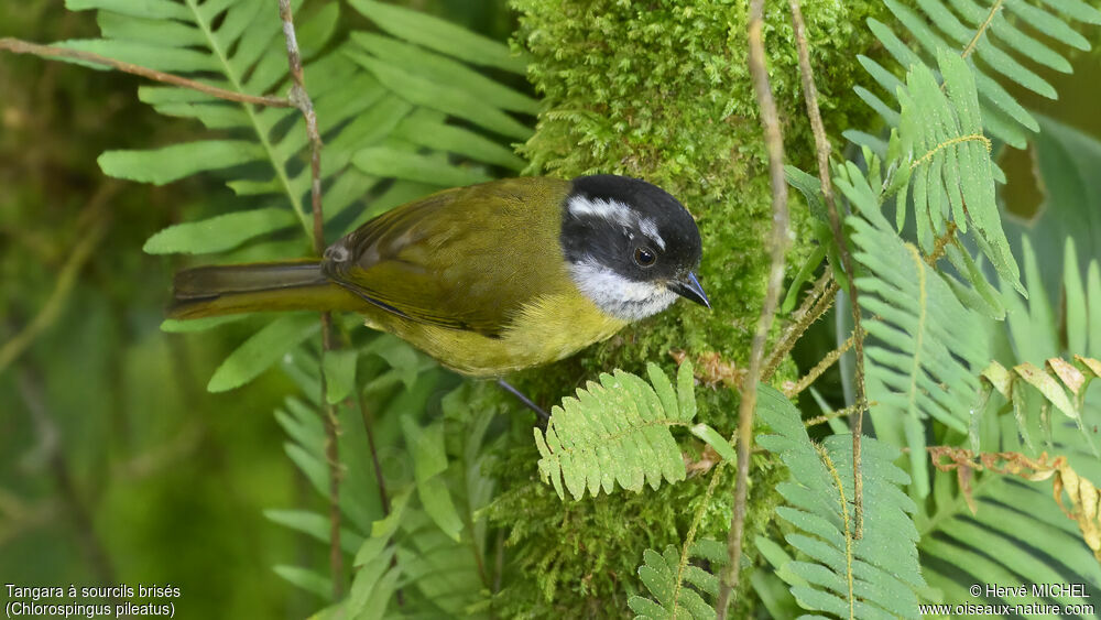 Sooty-capped Chlorospingus