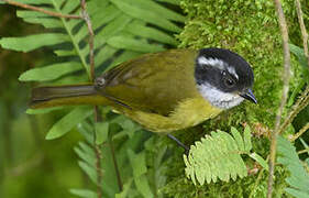 Sooty-capped Chlorospingus