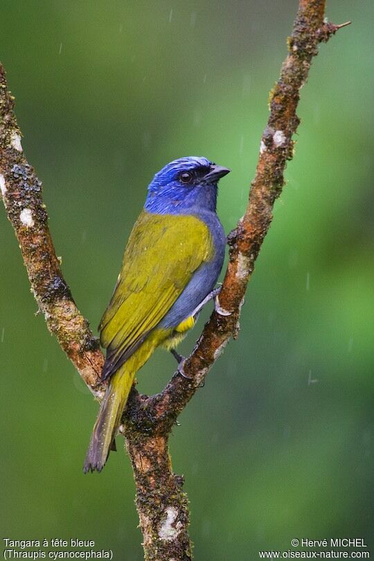 Blue-capped Tanager