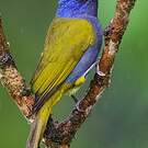 Tangara à tête bleue