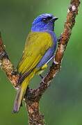 Blue-capped Tanager