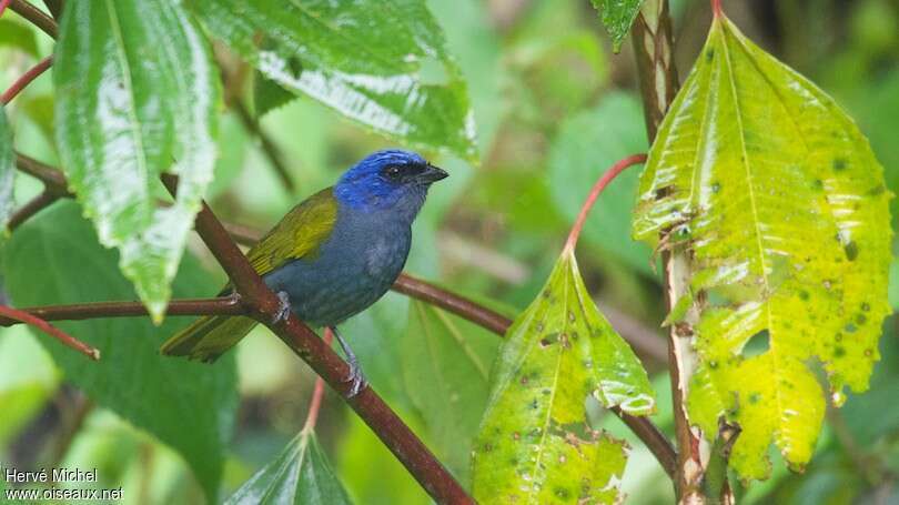 Blue-capped Tanageradult, habitat, pigmentation