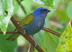 Blue-capped Tanager