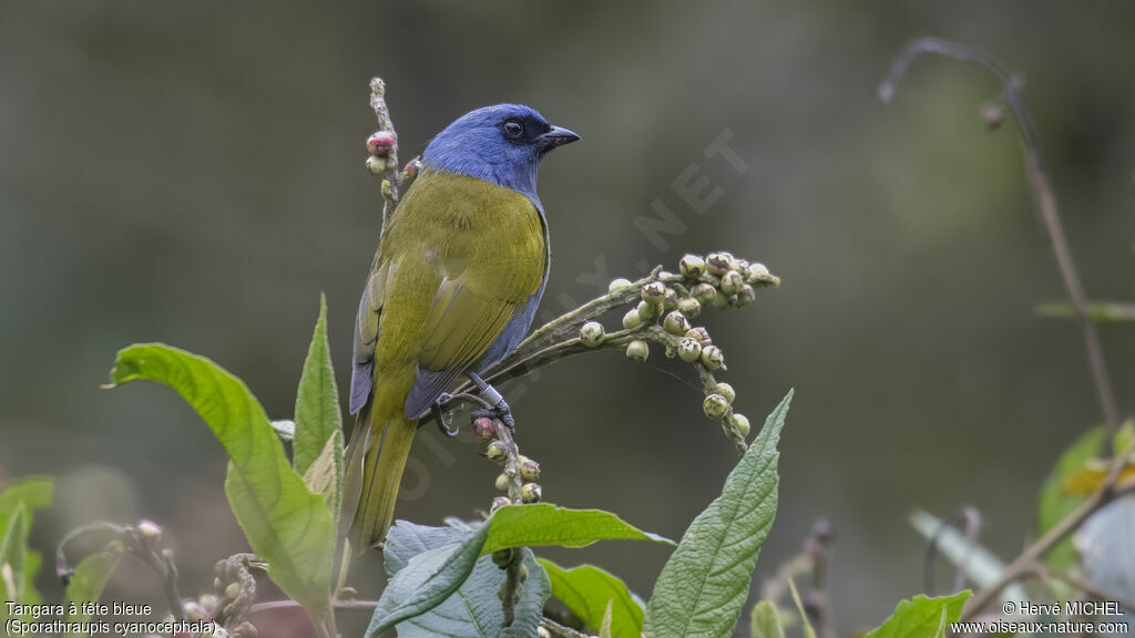 Blue-capped Tanager