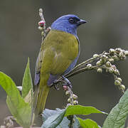 Blue-capped Tanager