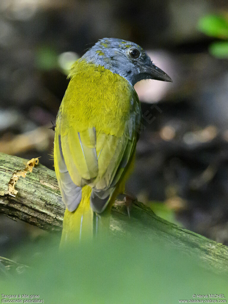 Grey-headed Tanager