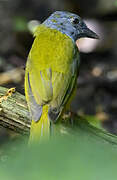 Grey-headed Tanager