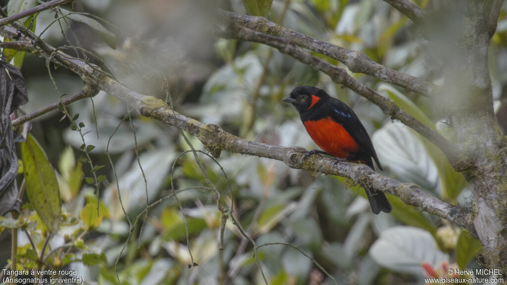 Scarlet-bellied Mountain Tanager male adult