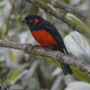 Scarlet-bellied Mountain Tanager