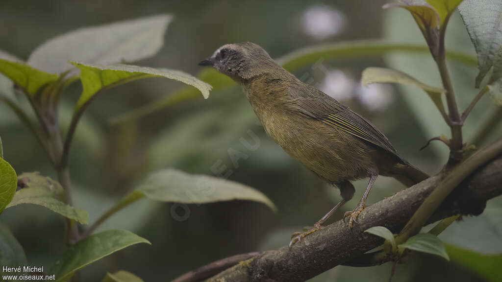 Tangara bridéjuvénile, identification