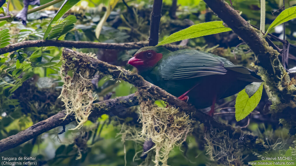 Grass-green Tanager