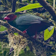 Grass-green Tanager