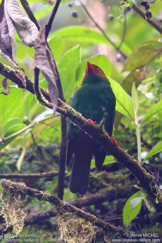 Grass-green Tanager