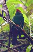 Grass-green Tanager