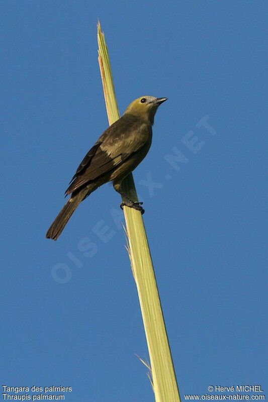 Palm Tanager, identification