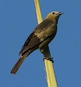 Palm Tanager