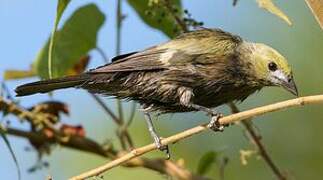 Palm Tanager